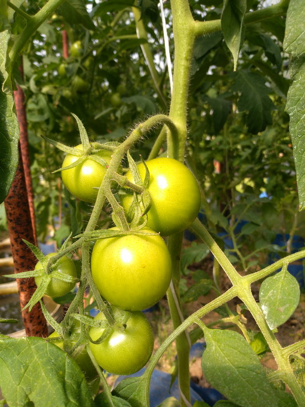 Pomidory - ciągle czekamy.