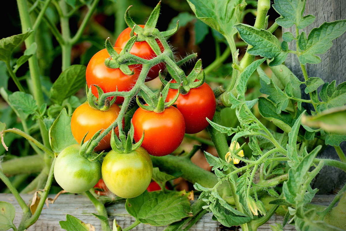 Pomidory z odmiany cherry najbardziej nadają się do uprawy donicowej. Ich balkonowa czy tarasowa pielęgnacja sprowadza się jednak do tych samych zabiegów co przy odmianach gruntowych. (zdj.: Adobe Stock)