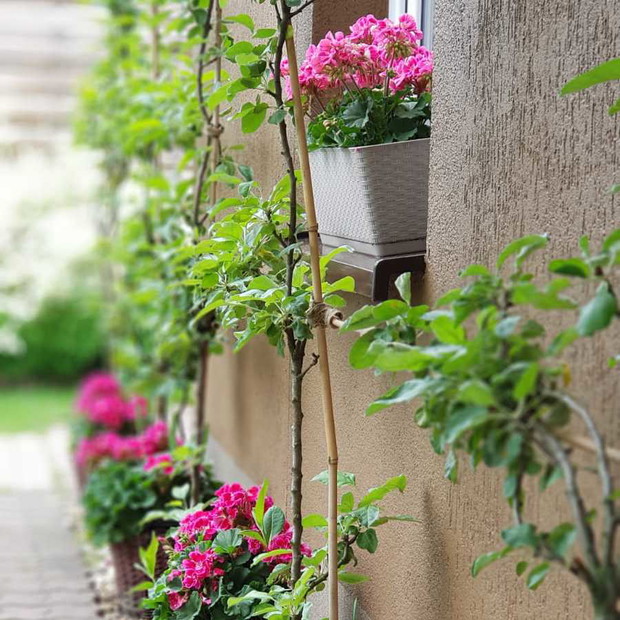 Pomiędzy jabłonkami kolumnowymi w wiklinowych koszach panoszą się pelargonie.