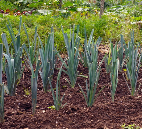 Por swoje zastosowanie znajduje zarówno w gotowaniu, jak i medycynie naturalnej - zawiera bowiem wiele witamin oraz związków mineralnych. (zdj.: Adobe Stock)