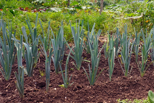 Por swoje zastosowanie znajduje zarówno w gotowaniu, jak i medycynie naturalnej - zawiera bowiem wiele witamin oraz związków mineralnych. (zdj.: Adobe Stock)