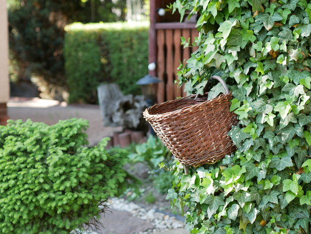 porośnięta bluszczem śliwka przy altanie z wiklinowym koszem
