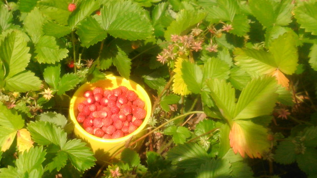 Poziomki doskonale rosną w słonecznym miejscu pod tujami.