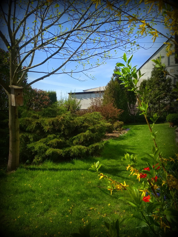 Przy tulipanowcu. Wiosna.