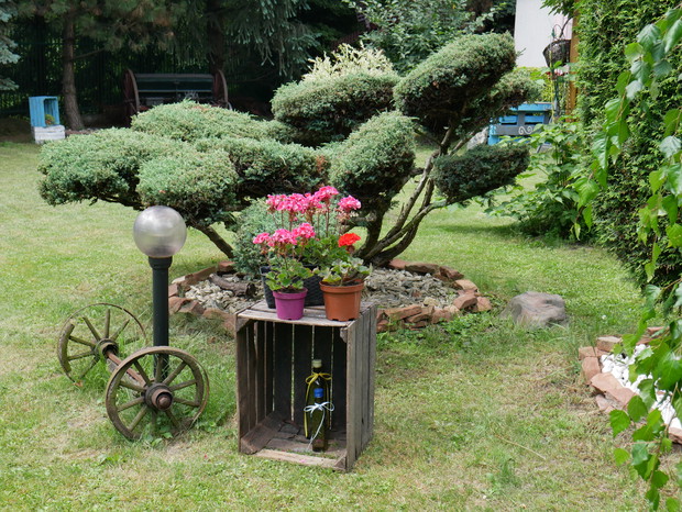 przycięty jałowiec