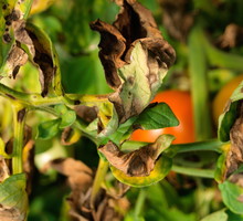 Przypalone słońcem liście pomidora. Ich uszkodzenie nie wpływa szczególnie mocno na owocowanie, należy więc sukcesywnie pozbywać się zniszczonych liści. (zdj.: Adobe Stock)