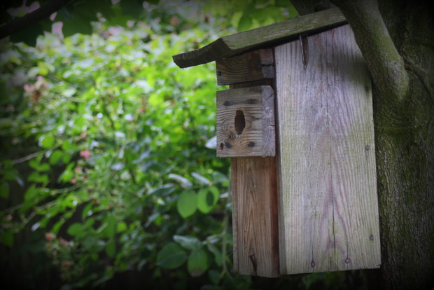 Ptaki. Takich budek jest w ogrodzie 7