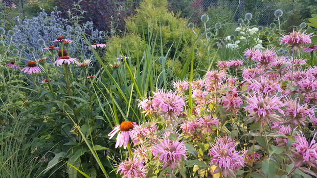 Pysznoglowka pięknie wygląda na tle soczystej zieleni.