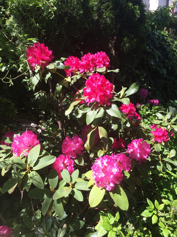 Rododendrony królewny wiosny