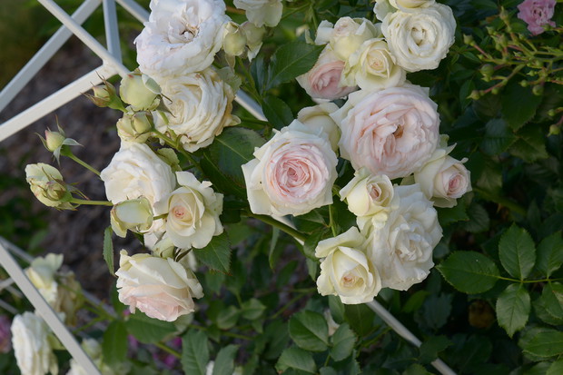 Romantyczne róże Eden Rose dopełniają nastroju dodając wytworności do ogrodu.