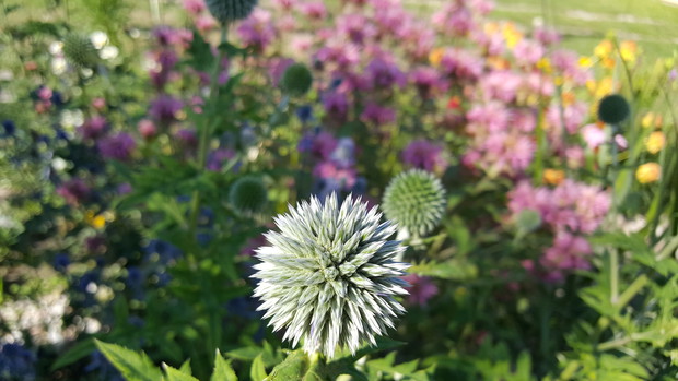 Rośliny miododajne w ogrodzie to raj dla pszczół i motyli.