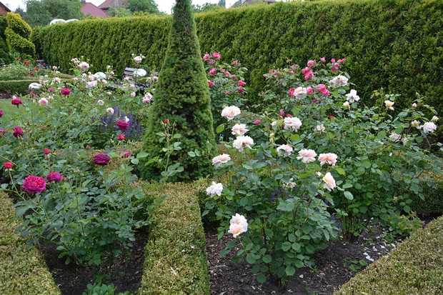 różane piękności