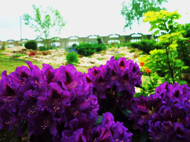 Różanecznik, w tle skalniak