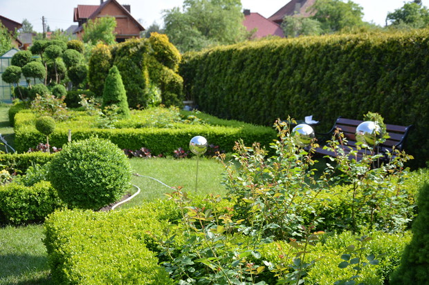 różany ogród po pierwszej fazie kwitnienia - czas odpoczynku róż i oczekiwania na następne kwiaty - tuż, tuż