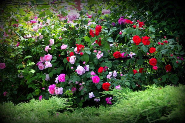 Różany przedogródek II