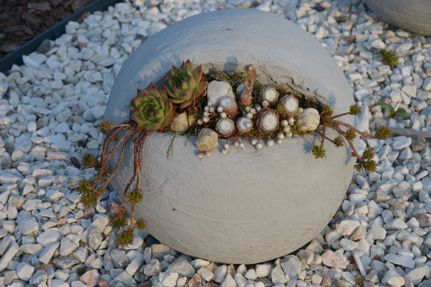 Rozchodniki w kulach betonowych.