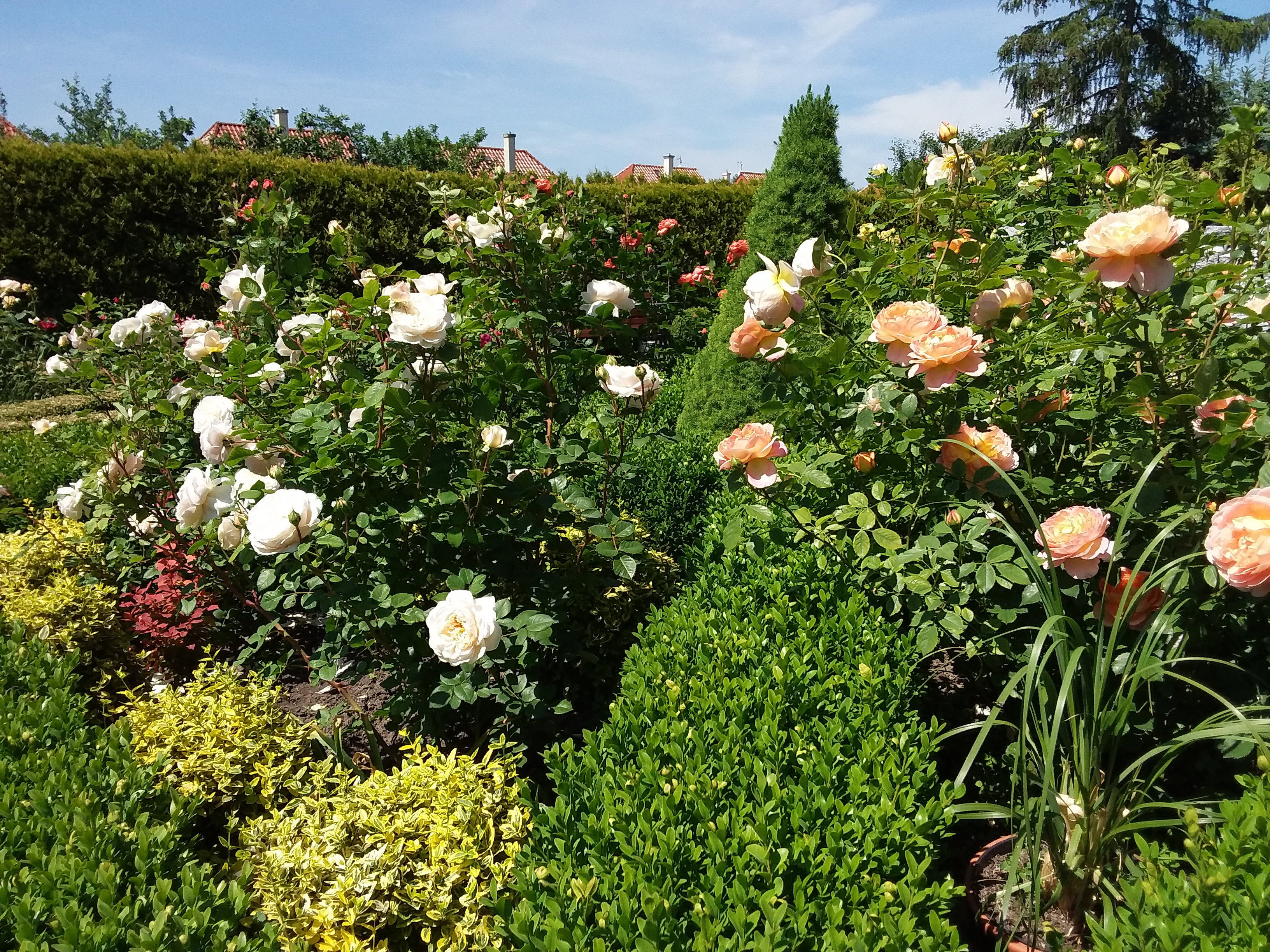 róże angielskie w otoczeniu bukszpanów i trzmieliny