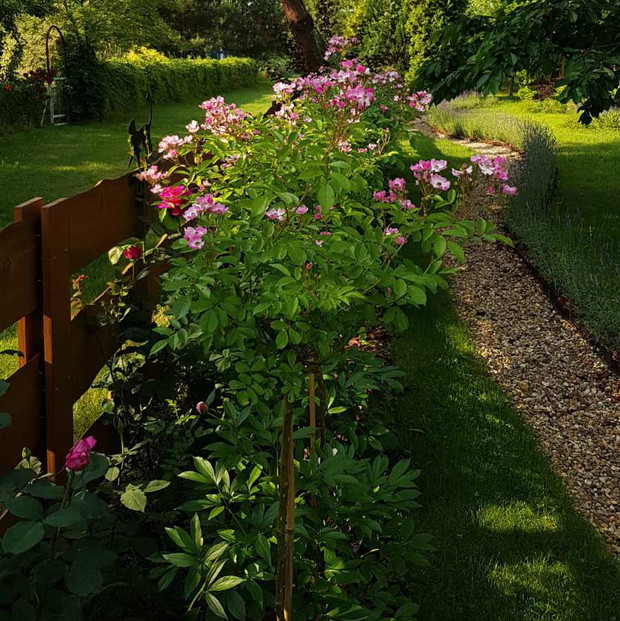 Róże na pniu kwitną do samej jesieni