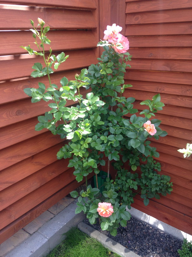 Rożna pnąca pięknie pachnąca 