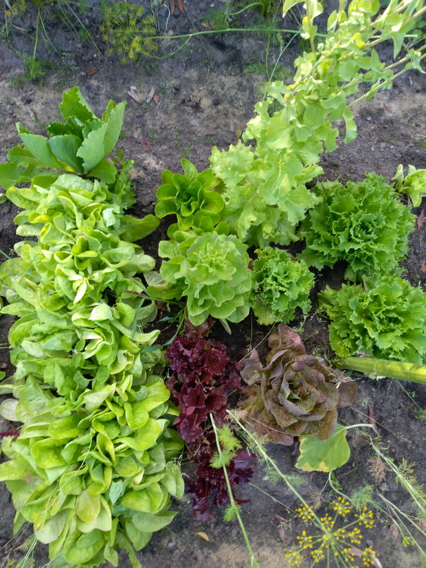 Różne rodzaje sałat jadalnych.