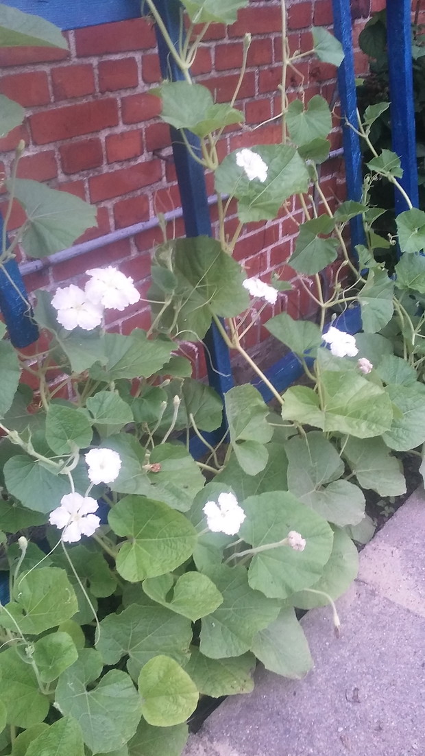 ROZPCZĘCEI  SEZONU KWITNIENIA  TYKWY