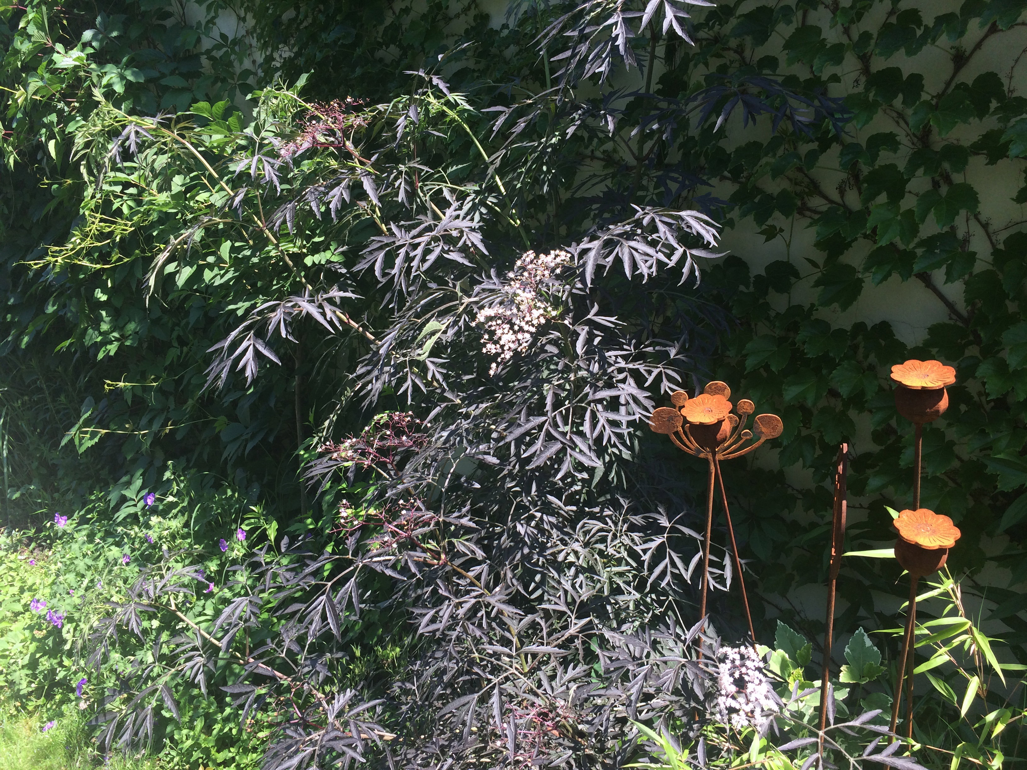 Sambucus nigra Blac Lace  na drugim planie makówki rdzą malowane
