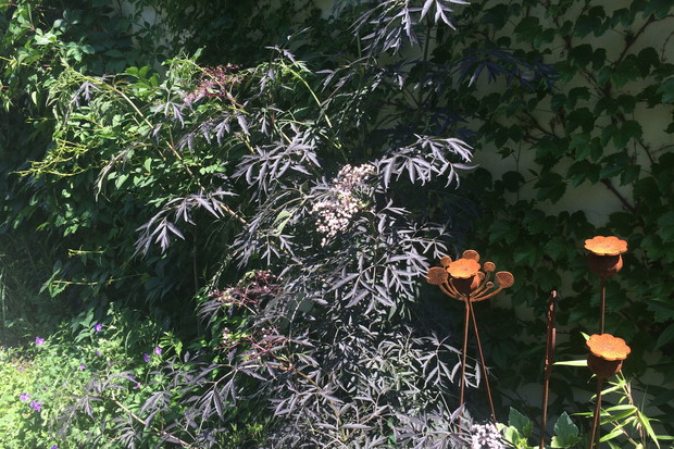 Sambucus nigra Blac Lace na drugim planie makówki rdzą malowane