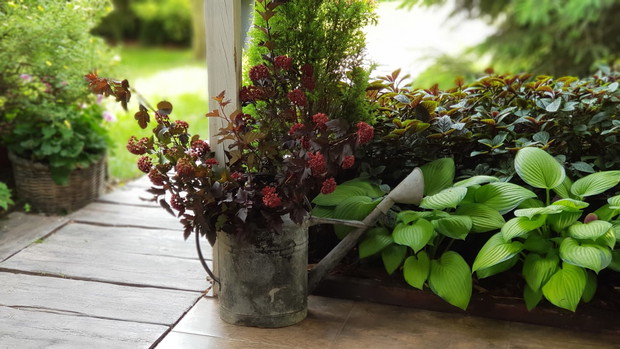 Ścięte gałęzie pęcherznicy świetnie prezentują się w wazonach i różnego rodzaju pojemnikach.