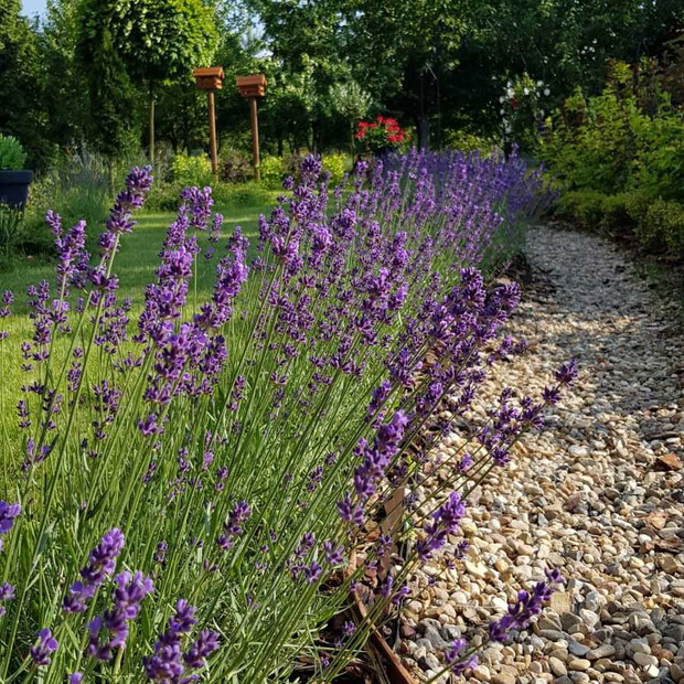 Ścieżki mają  w sobie zawsze coś zagadkowego,żeby zobaczyć co na końcu  trzeba podjąć się drogi.I to jest fajne...obsadzone lawendą mają dyskretny urok
