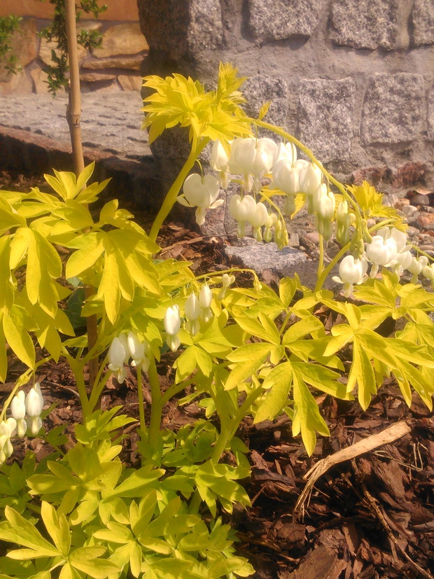 Serduszka okazała i jej cudnej urody kwiaty.