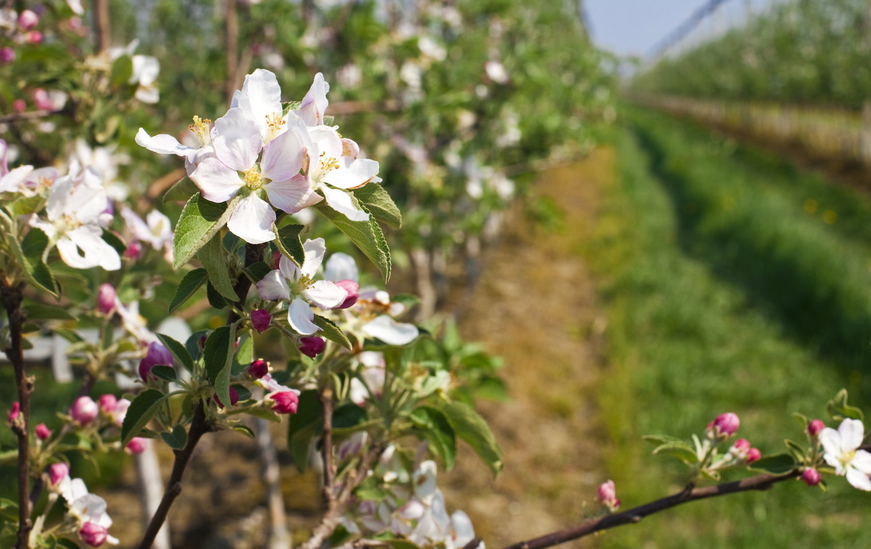 Skracanie pionowych pędów, które w przyszłością mogą przerodzić się w gałęzie, jest kluczowe dla pobudzania drzewa do wypuszczania nowych owocodajnych krótko-pędów. (zdj.: iStock)