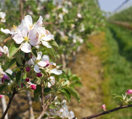Skracanie pionowych pędów, które w przyszłością mogą przerodzić się w gałęzie, jest kluczowe dla pobudzania drzewa do wypuszczania nowych owocodajnych krótko-pędów. (zdj.: iStock)
