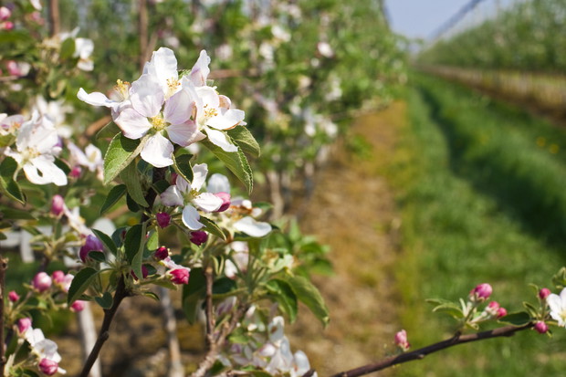 Skracanie pionowych pędów, które w przyszłością mogą przerodzić się w gałęzie, jest kluczowe dla pobudzania drzewa do wypuszczania nowych owocodajnych krótko-pędów. (zdj.: iStock)