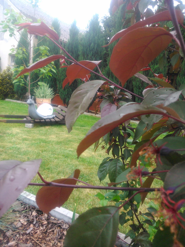 Ślimak na drewnianej teczce, trawa w donicy. Czemu nie ?