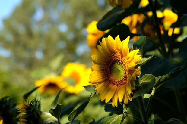 Słoneczniki w warzywniaku 