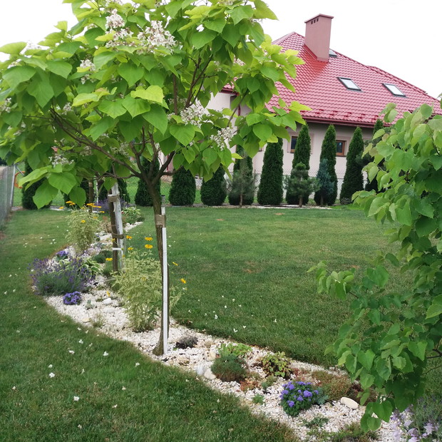 Sucha rzeka
Kolejna rabata to nazywana przez nas "sucha rzeka przed domem ". Rabata ciągnie się wzdłuż posadzonych drzewek. Wiosną kwitnie na niej różowy judaszowiec i rajskie jabłuszko, różowe 
 "poduchy" z floksów oraz ozdobne czosnki. 3 katalpy zachwyc