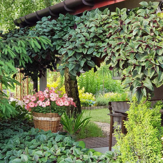 Surfinie w towarzystwie komarzyc o aksamitnych liściach  czują się wyśmienicie.