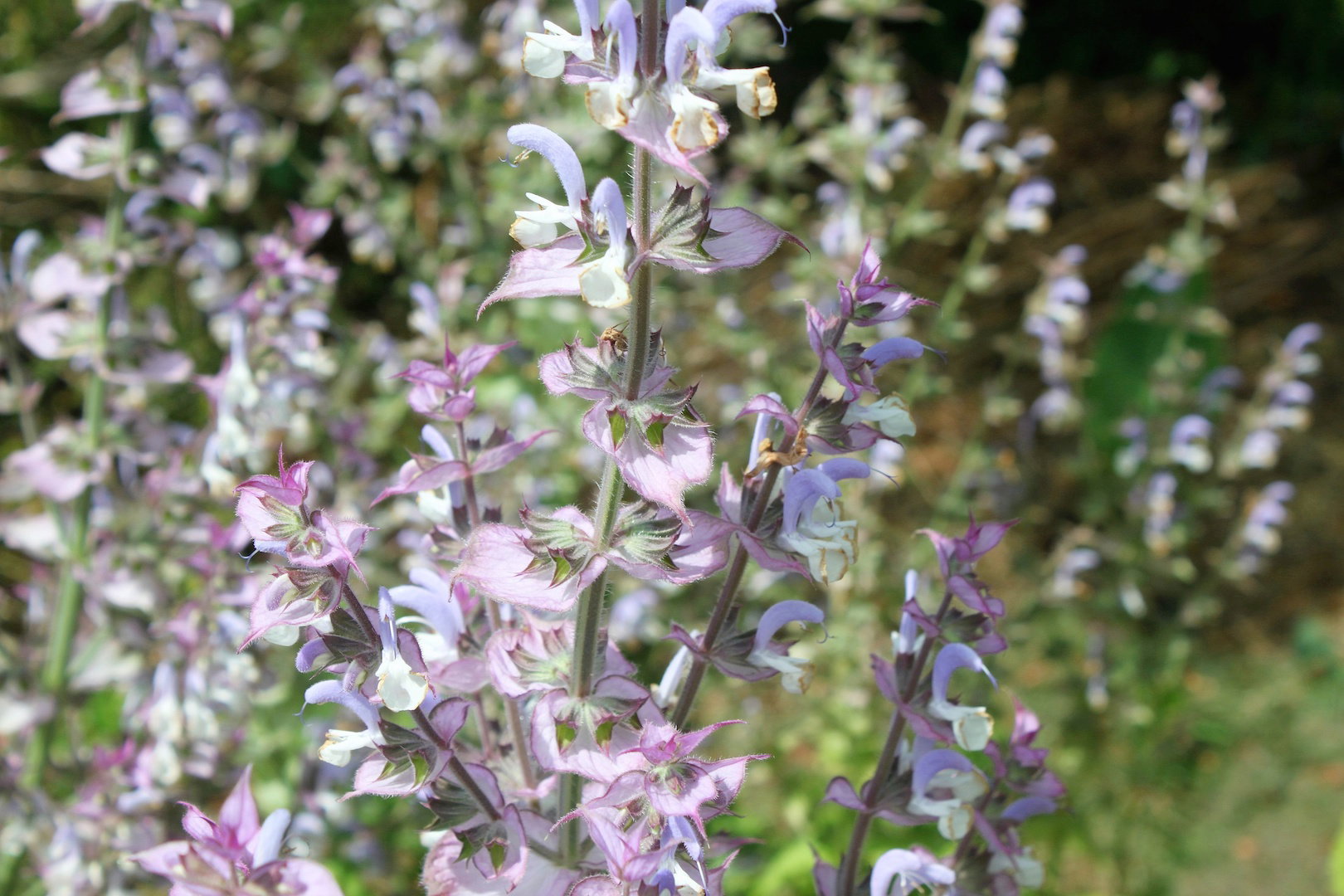 Szałwia muszkatołowa (salvia sclarae) najlepiej czuje się na skalniakach lub suchych, żwirowych glebach. Nie przeszkadza jej też niska urodzajność gleby. (zdj.: Adobe Stock)