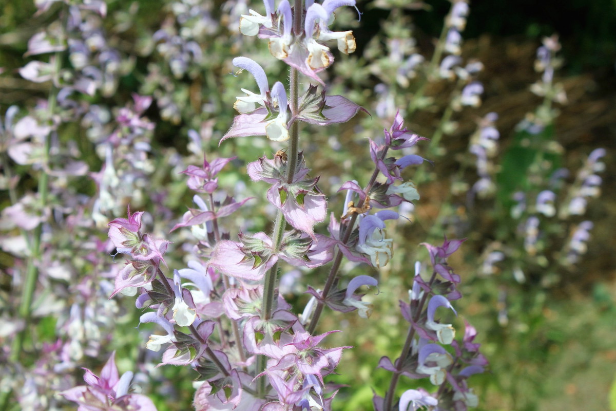 Szałwia muszkatołowa (salvia sclarae) najlepiej czuje się na skalniakach lub suchych, żwirowych glebach. Nie przeszkadza jej też niska urodzajność gleby. (zdj.: Adobe Stock)