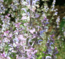 Szałwia muszkatołowa (salvia sclarae) najlepiej czuje się na skalniakach lub suchych, żwirowych glebach. Nie przeszkadza jej też niska urodzajność gleby. (zdj.: Adobe Stock)