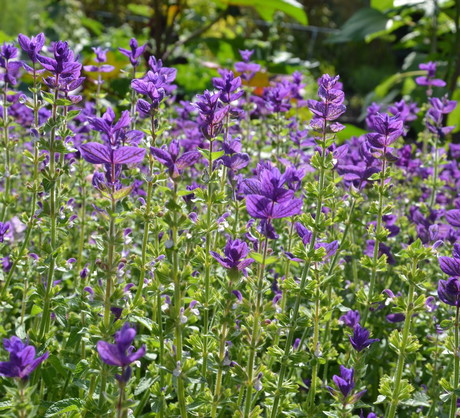 Szałwia powabna (salvia viridis) najlepiej czuje się na stanowiskach słonecznych, glebach żyznych i odpowiednio wilgotnych. (zdj.: Adobe Stock)