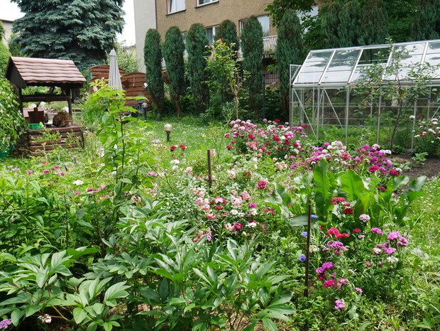 szklarnia do uprawy warzyw i ziół a na dalszym planie drewniana studnia