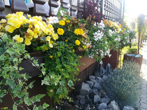 Ta sama kompozycja z drugiej strony. Kwiaty często są nawozone różnymi substancjami. Dzięki temu tak intensywnie cały czas kwitną 