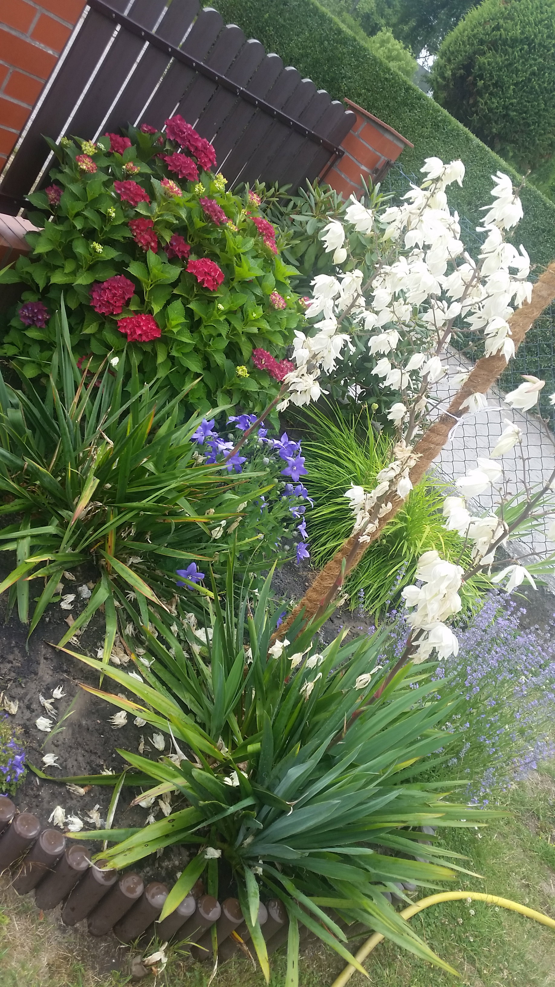 tu widać pięknie kwitnącą hortensje i jukę