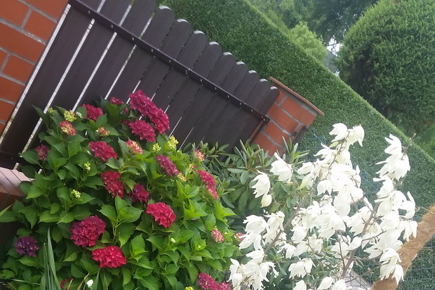 tu widać pięknie kwitnącą hortensje i jukę