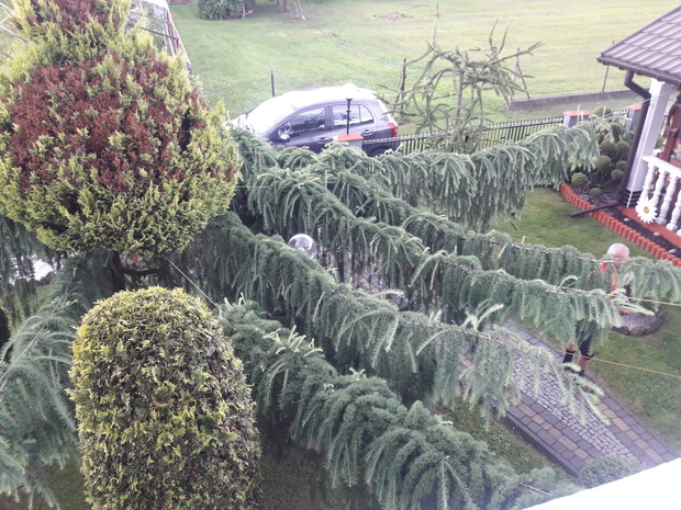 Tuje otulone modrzewiem.