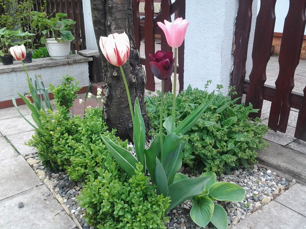 Tulipany