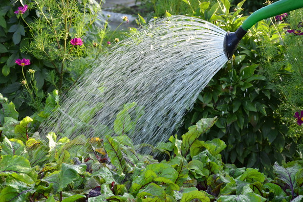 Twardą wodę, by zmiękła, wystarczy pozostawić na jakiś czas w konewce lub wzbogacić kwaśnym torfem. (zdj.: Adobe Stock)