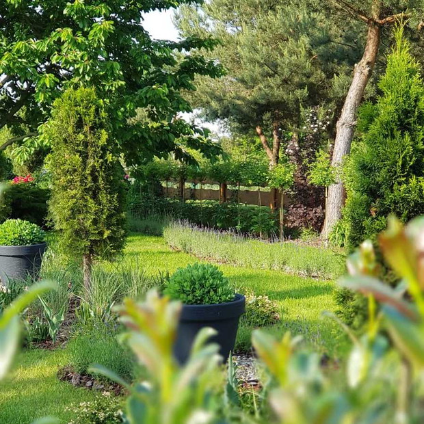 W donicach rozchodnik okazały za,którego kwiatami tęsknią pszczoły  