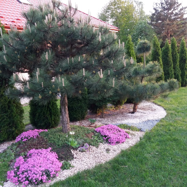 W naszym ogrodzie pojawiają  się mini skalniaki. Tradycja od dwóch lat w maju pojawia się nowy.
Docelowo chcę w ten sposób przełamać prostą linię stworzoną przy ogrodzeniu z żywotników. Sadziliśmy iglaki w słabej kondycji. Nikt ich nie chciał w szkółce 